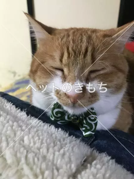迷子猫の画像