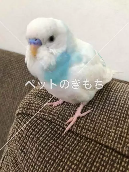 迷子鳥の画像