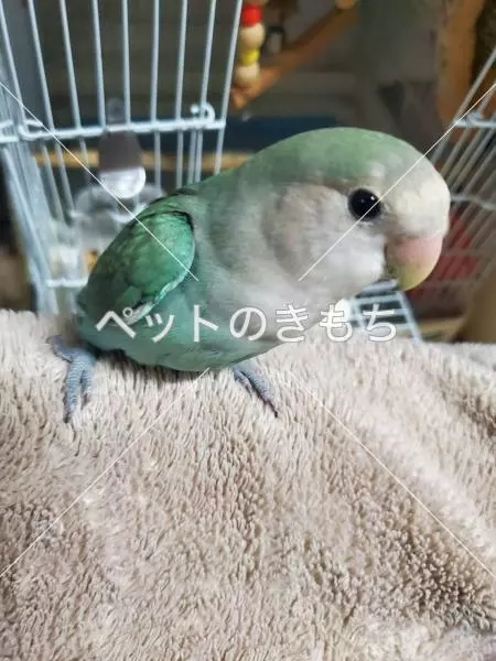 迷子鳥の画像