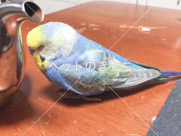 迷い鳥の写真