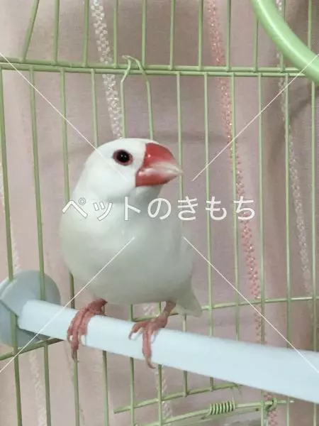 保護鳥の画像