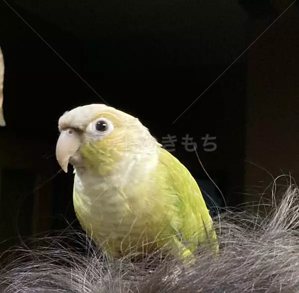 迷子鳥の画像