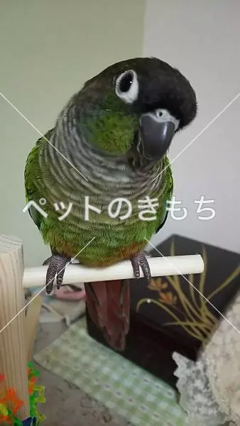 迷子鳥の画像