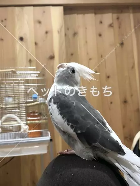 迷子鳥の画像