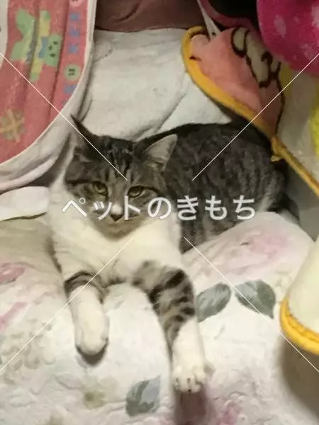 迷子猫の画像