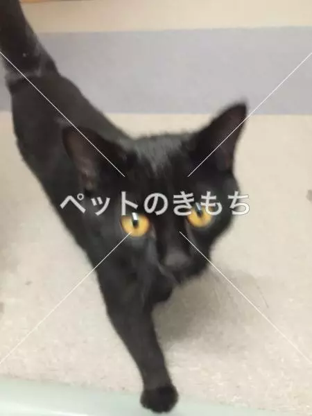 保護猫の画像