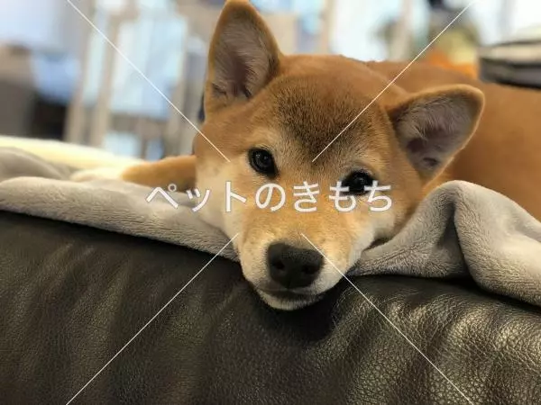 迷子犬の画像