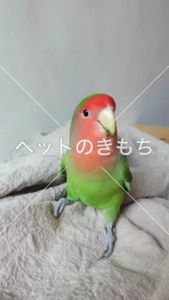 迷子鳥の画像