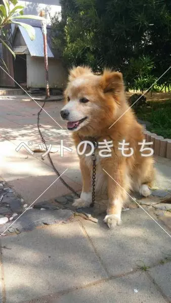 迷子犬の画像