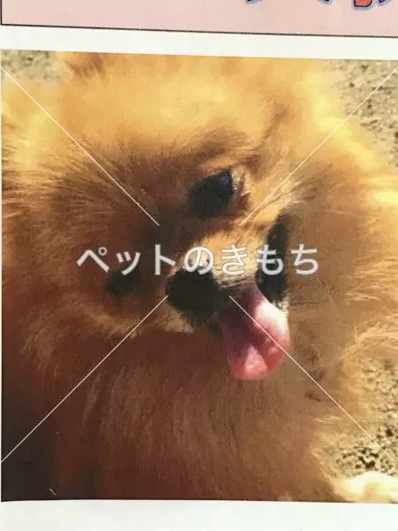 迷子犬の画像