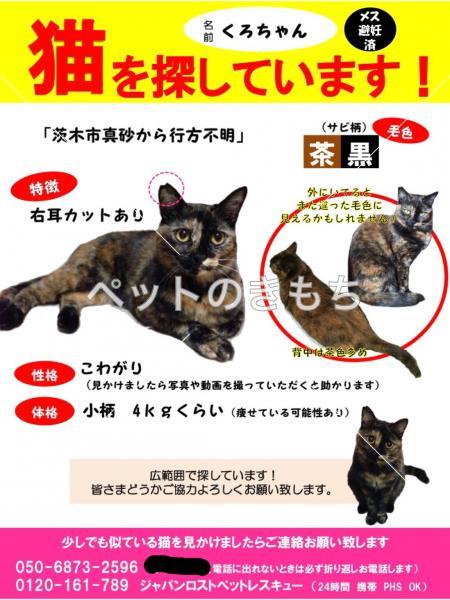 迷い猫の写真