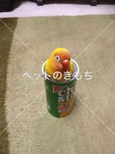 迷子鳥の画像
