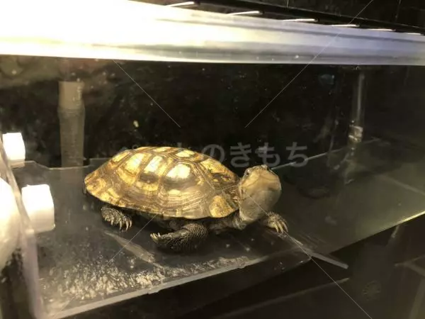 迷子ペットの画像