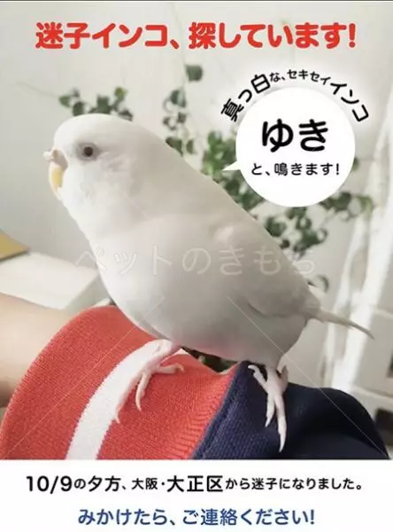 迷子鳥の画像