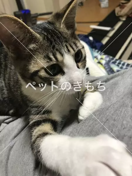 迷子猫の画像