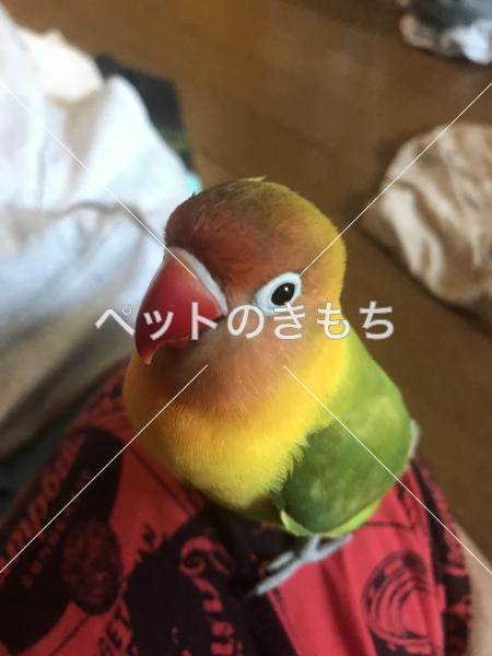 迷い鳥の写真
