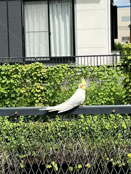 コメントの画像