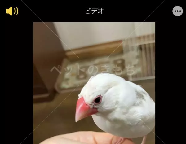 迷子鳥の画像