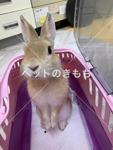 保護ウサギの写真