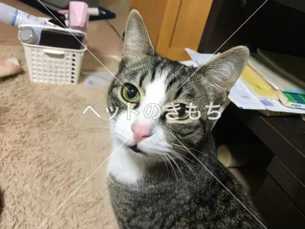 迷子猫の画像