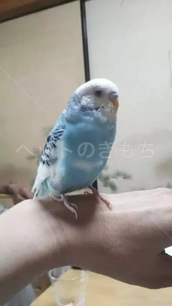 迷子鳥の画像