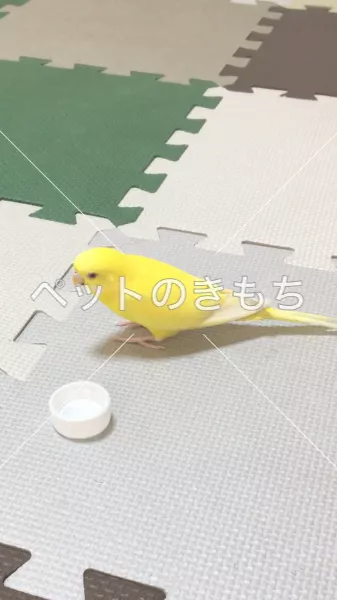 コメント投稿の画像