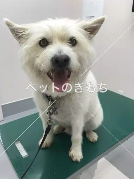 迷子犬の画像
