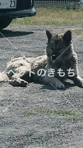 コメント投稿の画像