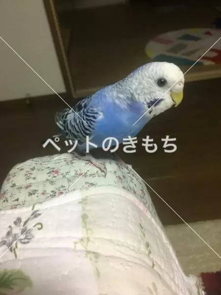 迷子鳥の画像