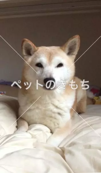 迷子犬の画像