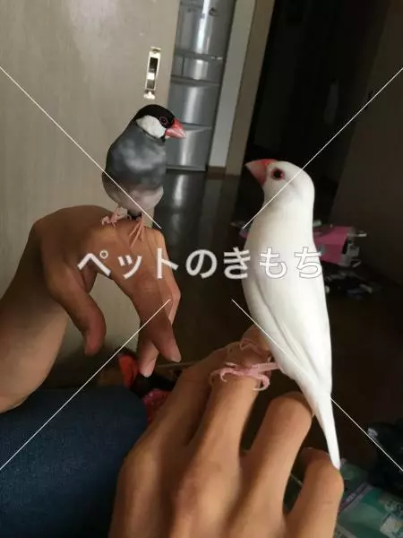 迷子鳥の画像