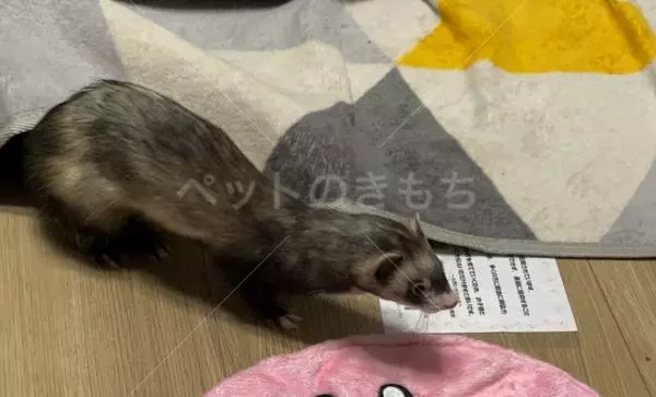 迷子ペットの画像