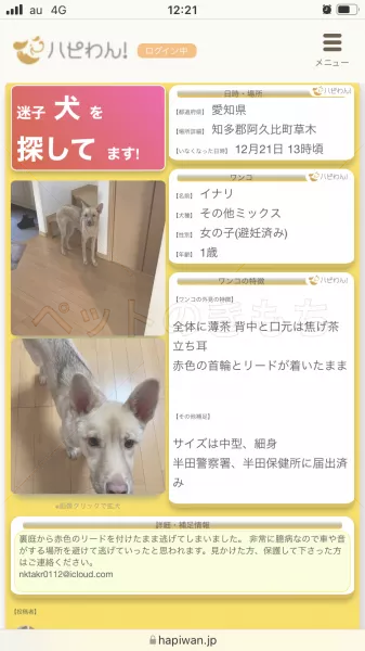 迷子犬の画像