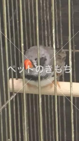 迷子鳥の画像