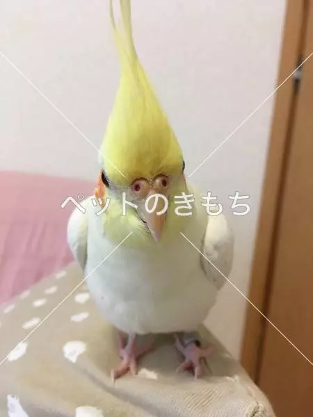 迷子鳥の画像