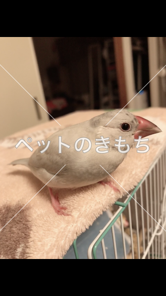 迷い鳥の写真