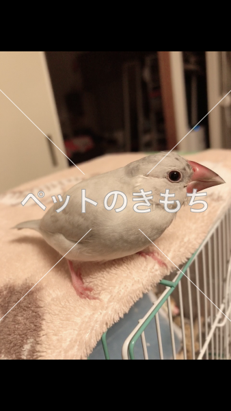 迷子鳥の画像