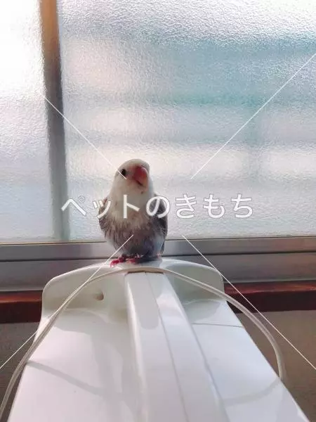迷子鳥の画像