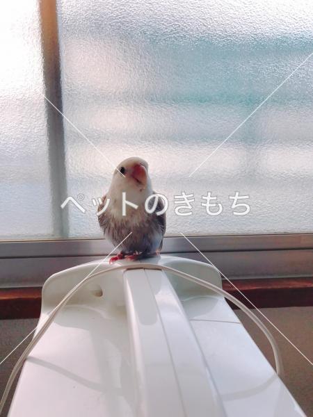 迷い鳥の写真