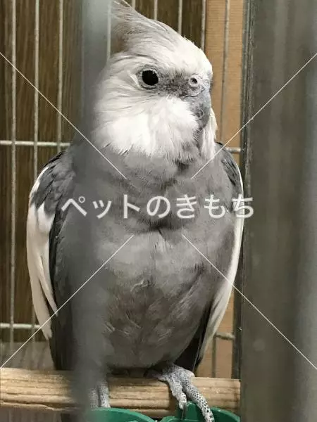 迷子鳥の画像