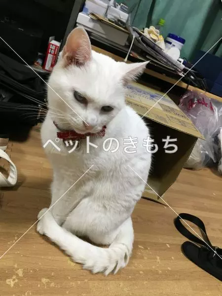 迷子猫の画像