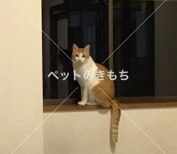 迷子猫の画像