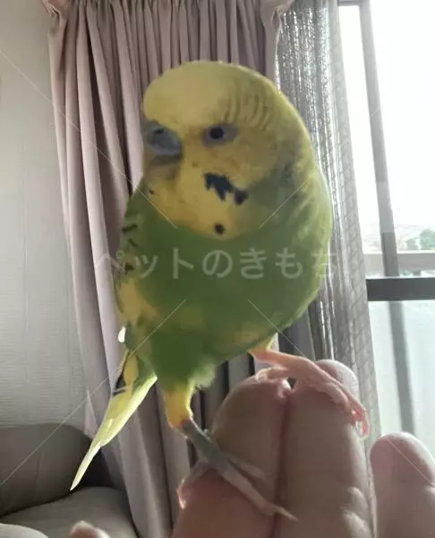 迷子鳥の画像