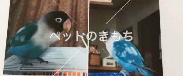 迷子鳥の画像