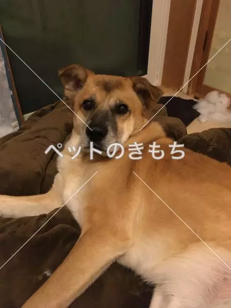 保護犬の画像