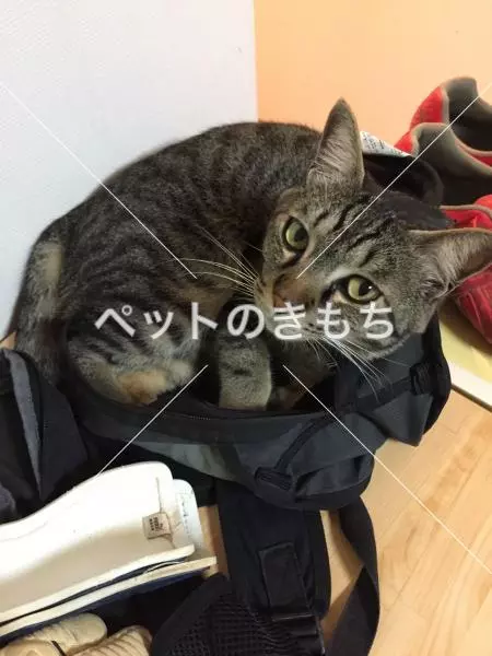 迷子猫の画像