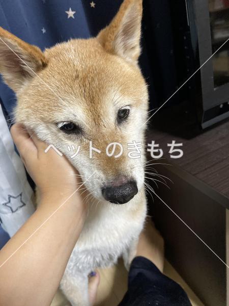 保護犬の写真