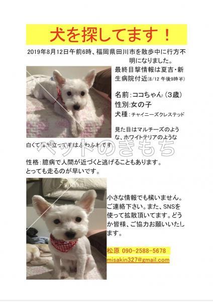 迷い犬の写真