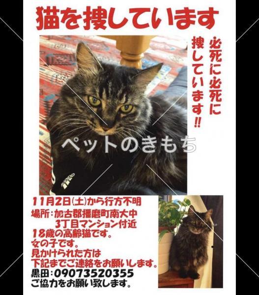 迷い猫の写真