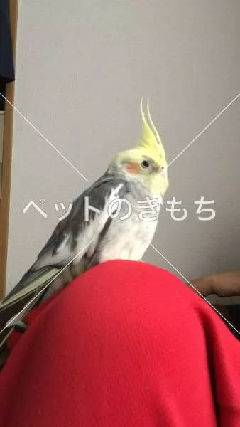 迷子鳥の画像